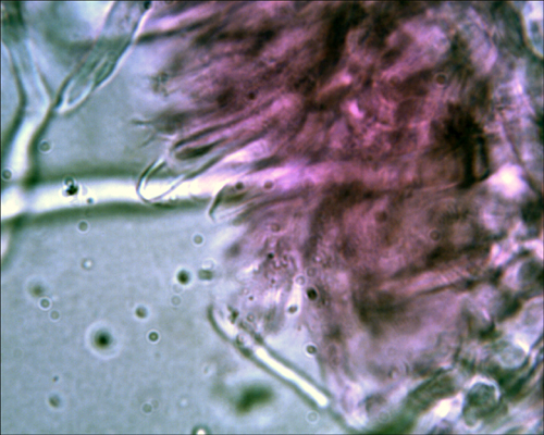 Daedaleopsis tricolor o septentrionalis? (Lenzites betulina)